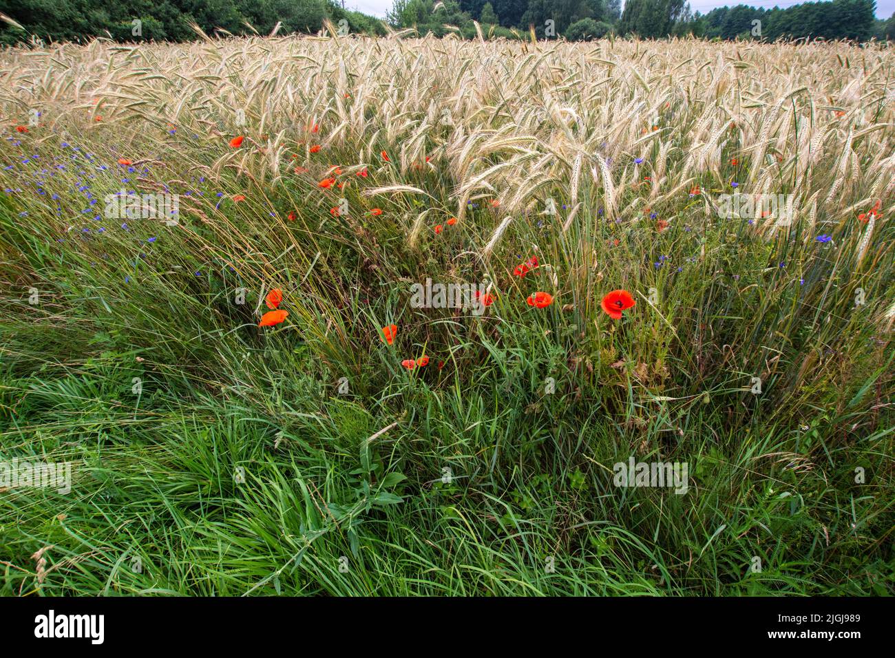 Papaveri e cornflowers tra le lame di mais maturo in una calda giornata estiva, sullo sfondo una foresta all'orizzonte. Foto Stock