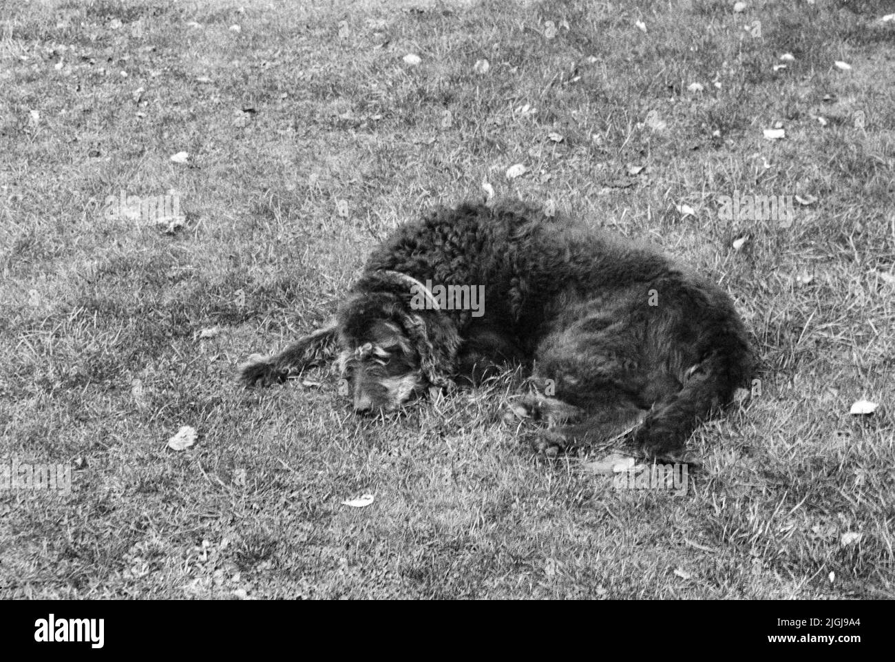 Labradoodle dog, Medstead, Hampshire, Inghilterra, Regno Unito. Foto Stock