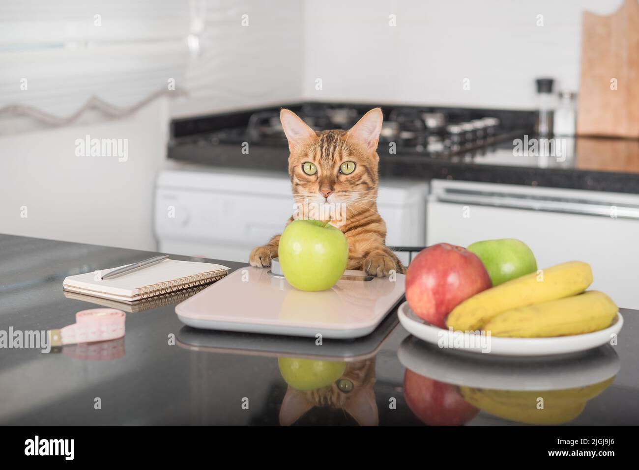 Il gatto bengala pesa una mela su una scala da cucina. Conteggio delle calorie per il controllo del peso. Foto Stock