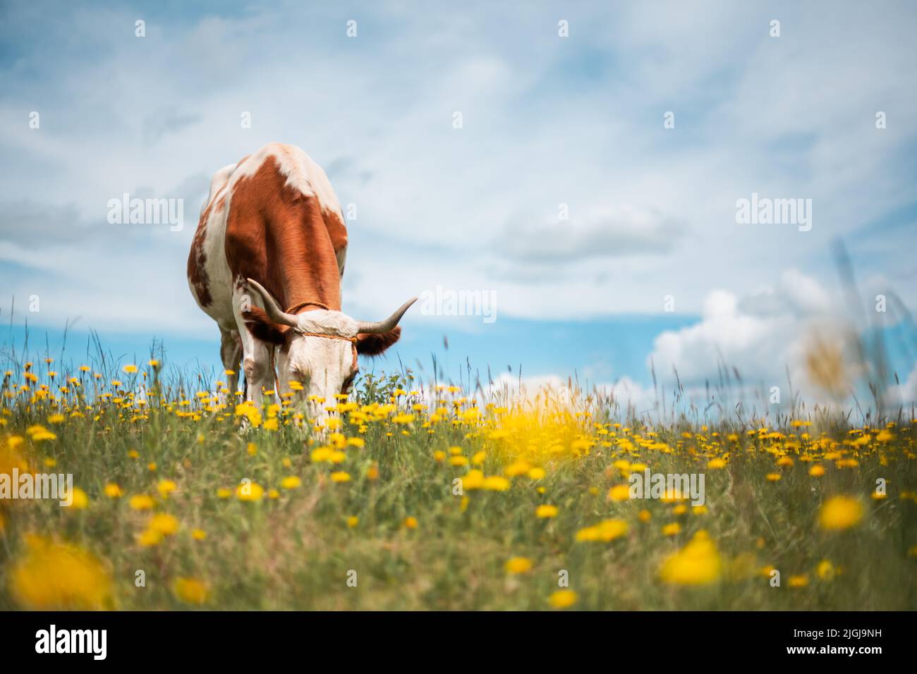 Mucca marrone su campo di fiore con fiori gialli. Pascolo con lussureggiante erba verde e cielo blu sfondo Foto Stock