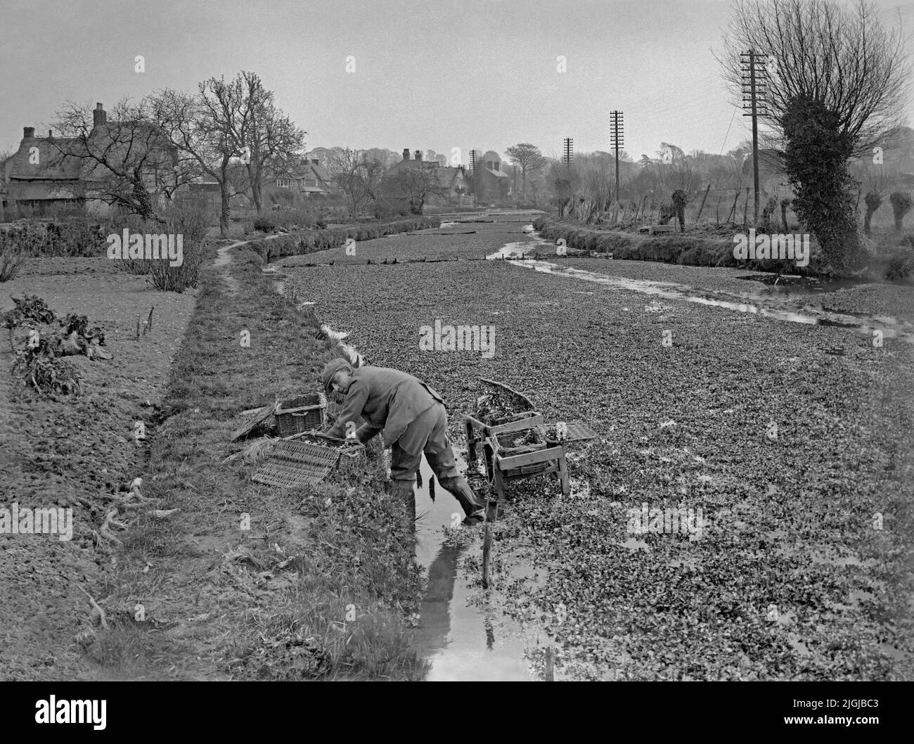 Un uomo che raccoglie waterress ai letti nel gesso ruscello a Ewelme nelle colline di Chiltern, Oxfordshire del sud, Inghilterra, C. 1930. Indossa lunghi vangolatori di gomma e riempie con cura i cestini di vimini con la verdura per insalata. Il villaggio fu il fulcro dell'industria dell'acquerress britannica nel 20th secolo. Regolamenti più severi significavano che la vendita di crescione dal sito Ewelme terminò nel 1988 – una fotografia d'epoca 1920s/30s. Foto Stock