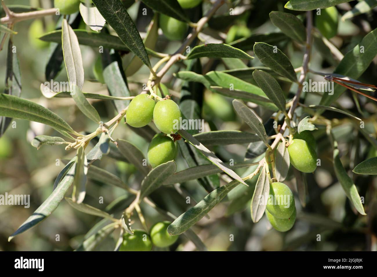 Olive verdi sui rami. Natura mediterranea, olivo Foto Stock