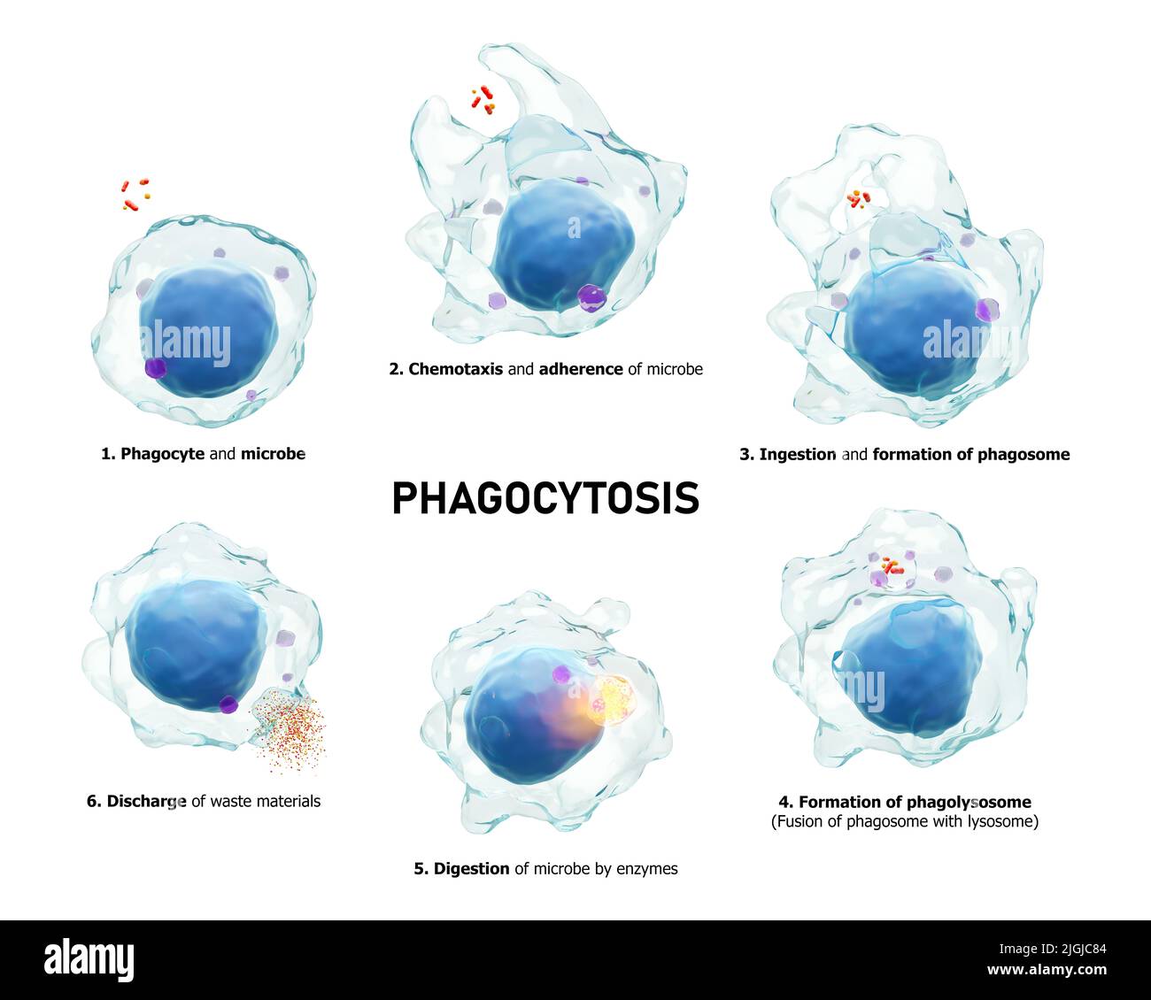 Fagocitosi . Il processo graduale del macrofago è la deglutizione e l'uccisione di microbi. Fondo bianco isolato . Immunità medica concetto . 3D rende Foto Stock