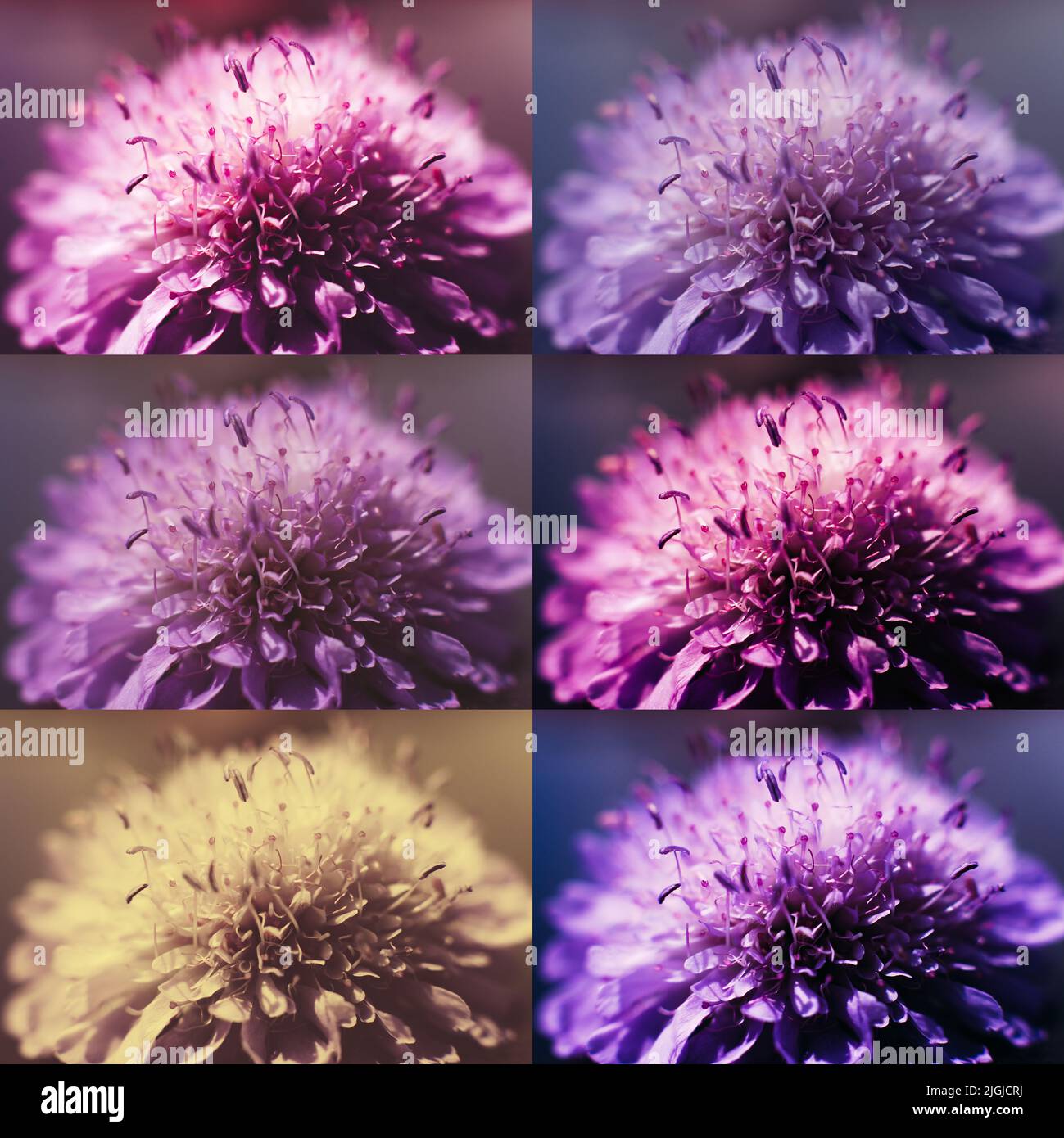 Elaborazione fotografica, collage motley con cerotti Foto Stock