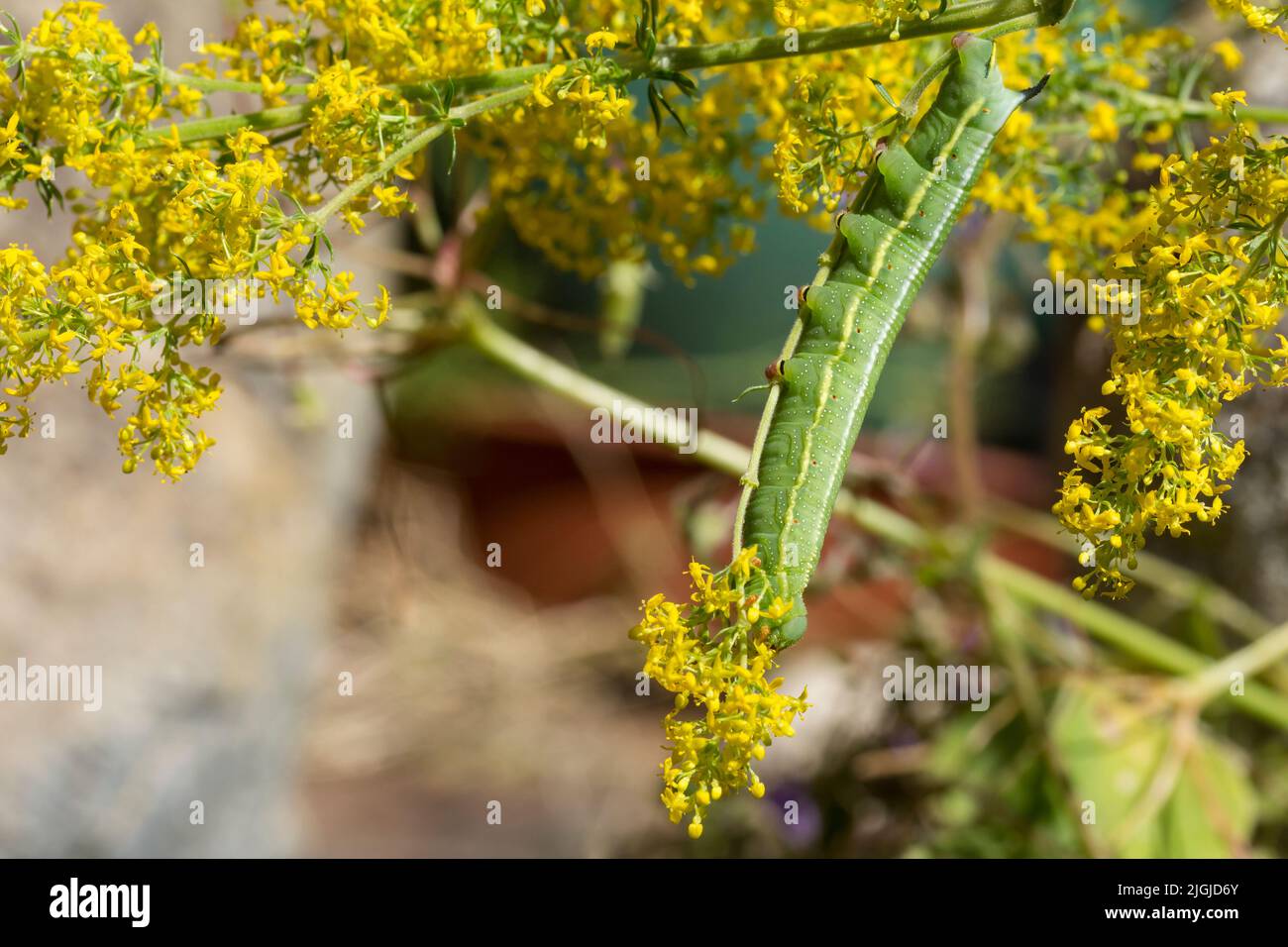 Cinguettio falco falco di uccello (macroglossom stellatarum) che si nutrono di giallo siepe (galium mollugo) verde con linee macchie corno piedi rossi Foto Stock