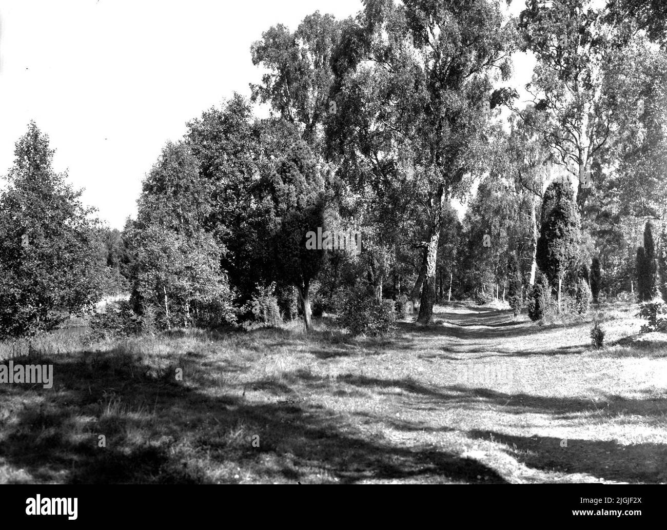 Percorso forestale, luogo sconosciuto. Foto Stock
