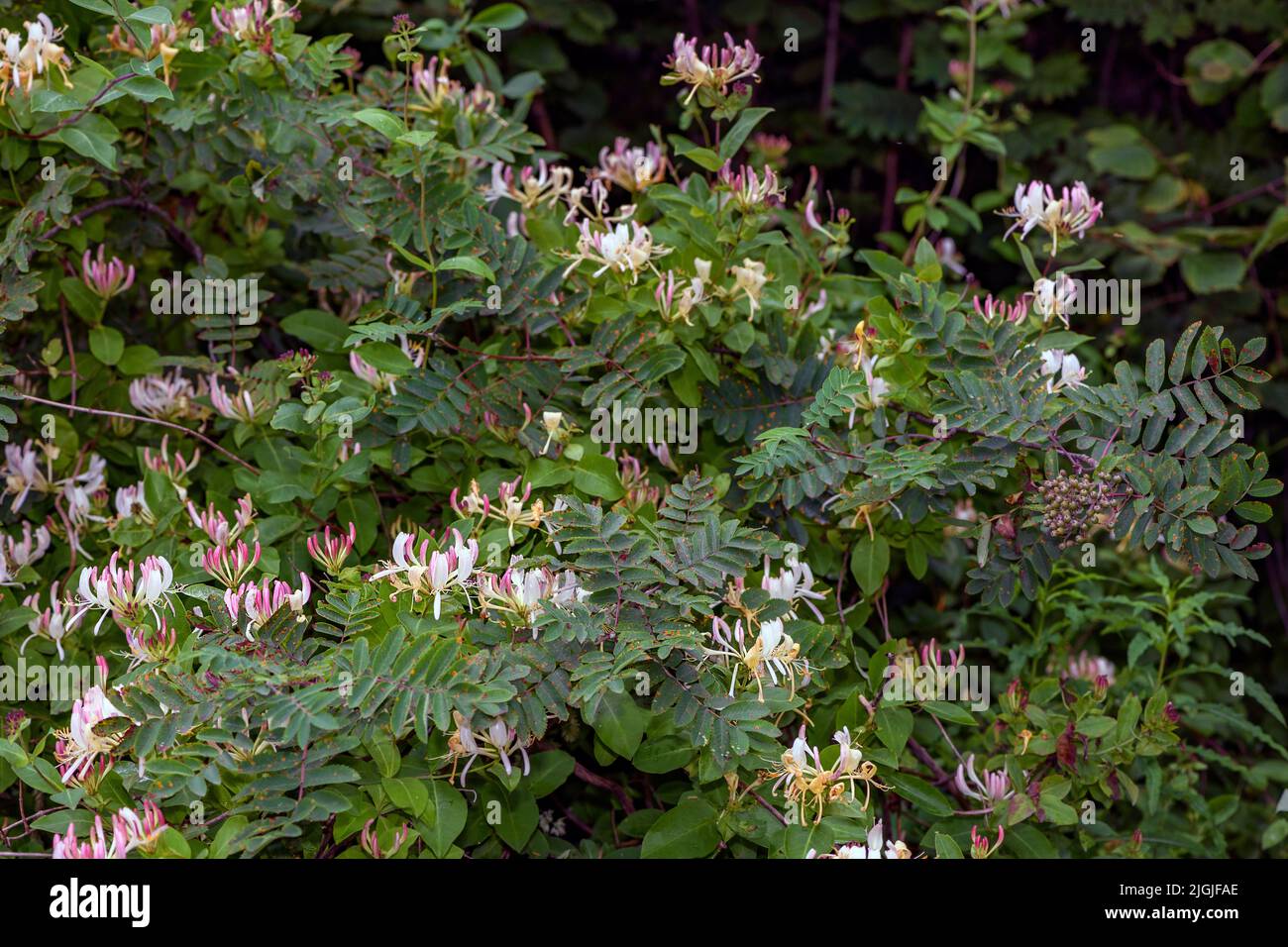 Honeysucckle (Lonicera periclymenum) da HIDRA, Norvegia sud-occidentale nel mese di luglio. Qui coltivando mescolato con rowan (Sorbus aucuparia). Foto Stock