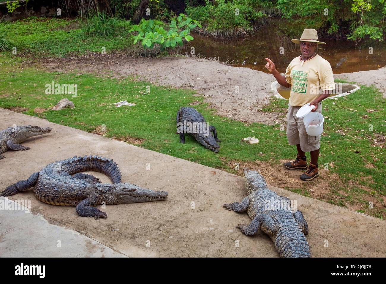 Giamaica, Jamaica Swamp Safari è uno zoo con principalmente coccodrilli. Foto Stock