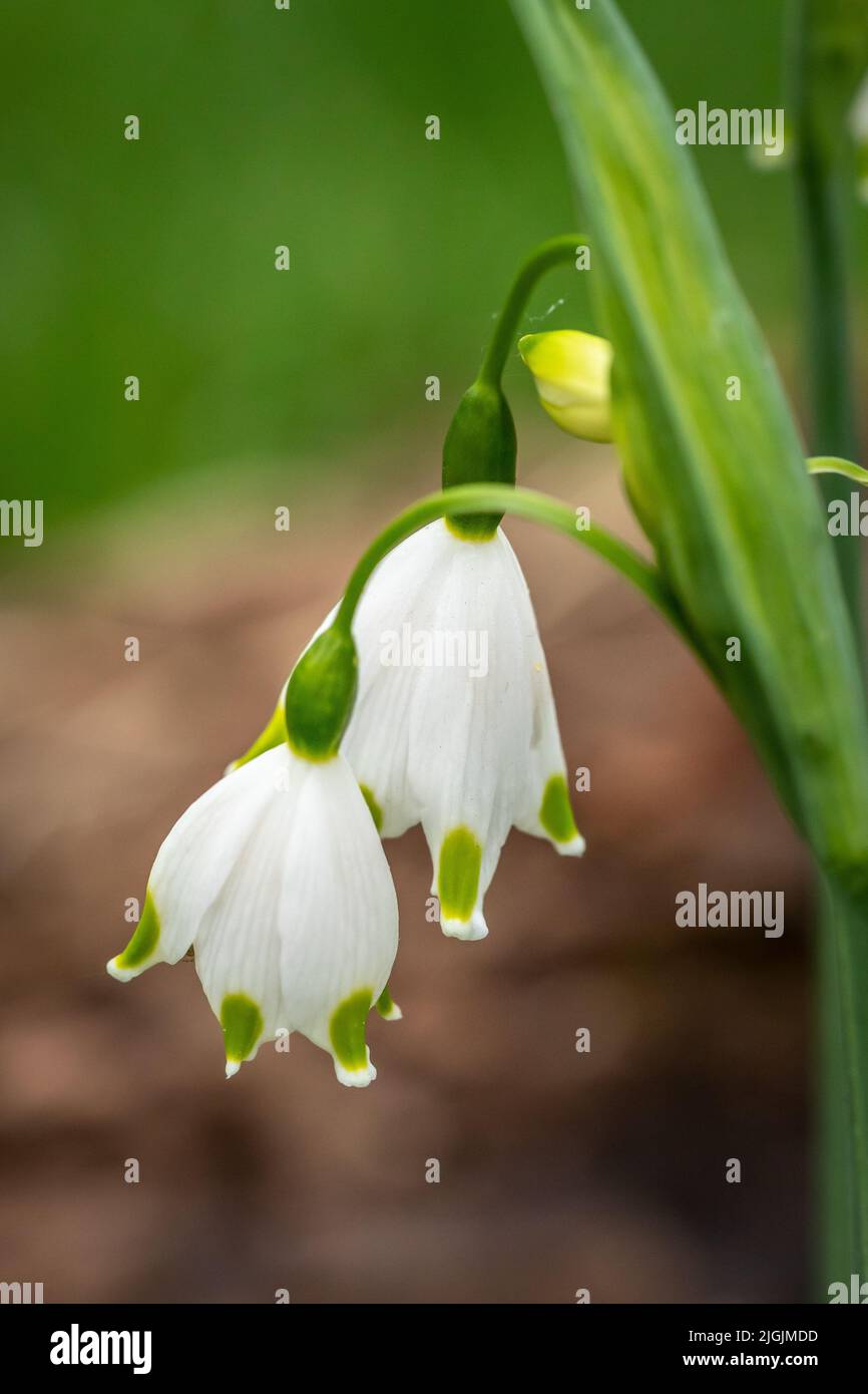 Gigante Snowdrop 'Galanthus Elwesii', Bushy Park, Londra, Inghilterra, Regno Unito Foto Stock