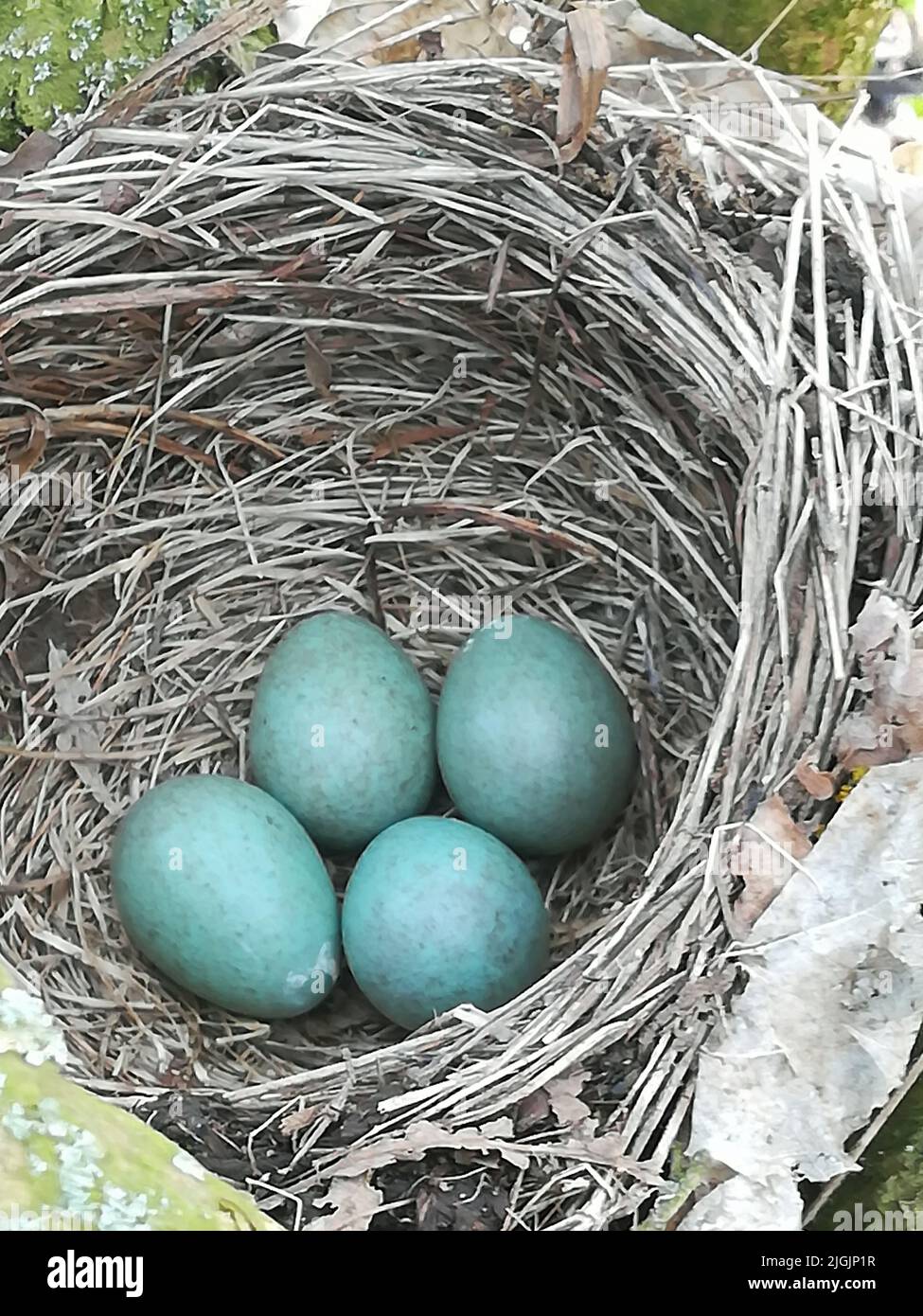 Black Bird Nest. Foto Stock