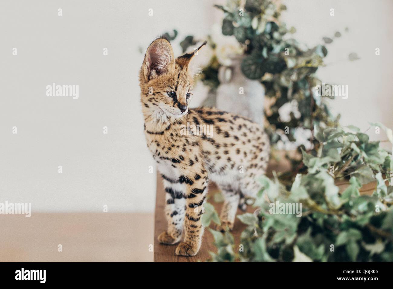 Serval gatto selvatico in casa. Gattino macchiato africano. Pelliccia dorata gialla con puntino nero e grandi orecchie soffici. Cute savana gatto. Divertenti e adorabili animali domestici Foto Stock