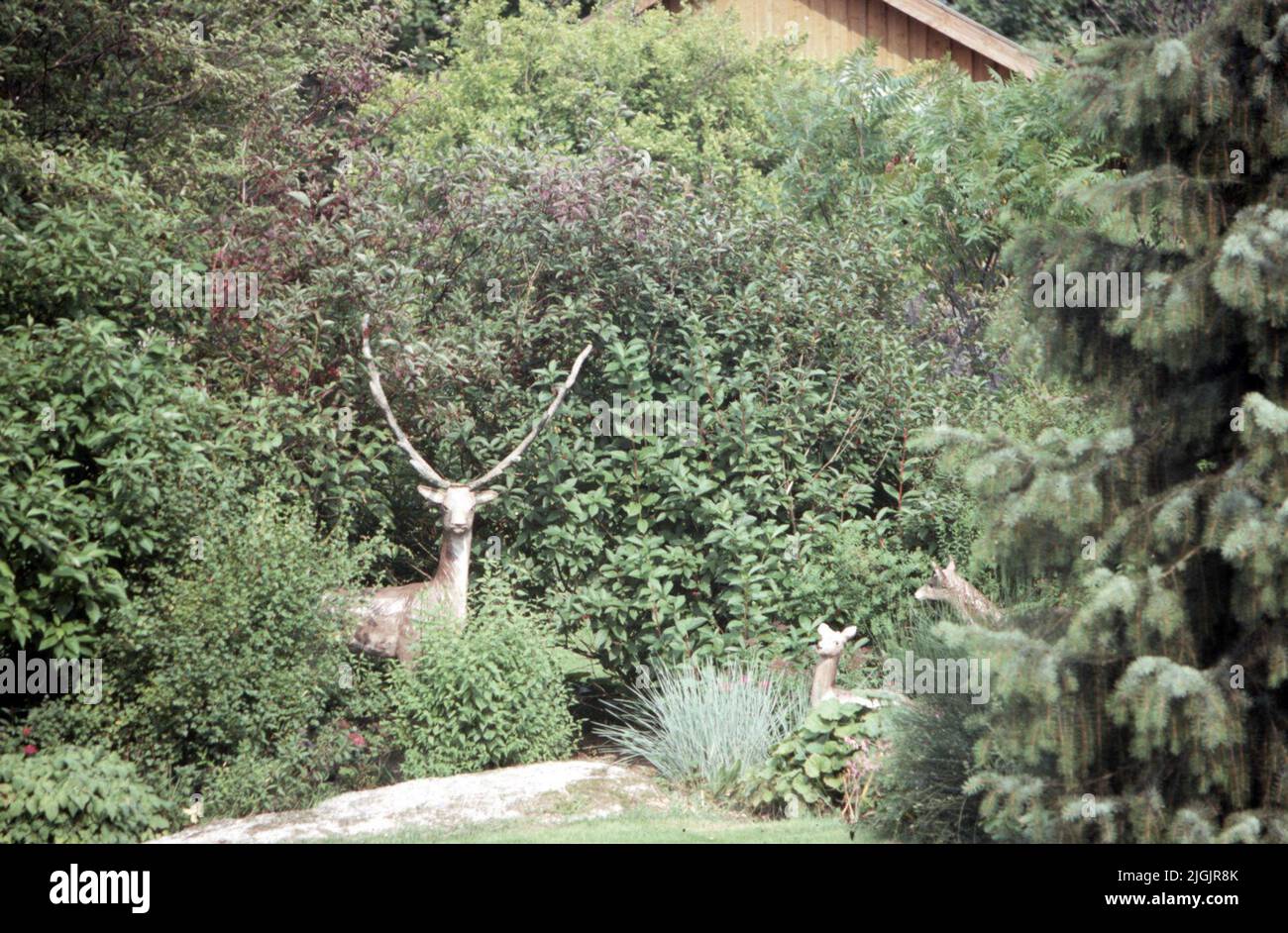 Fattoria dei fiori, Eringsboda. Foto Stock