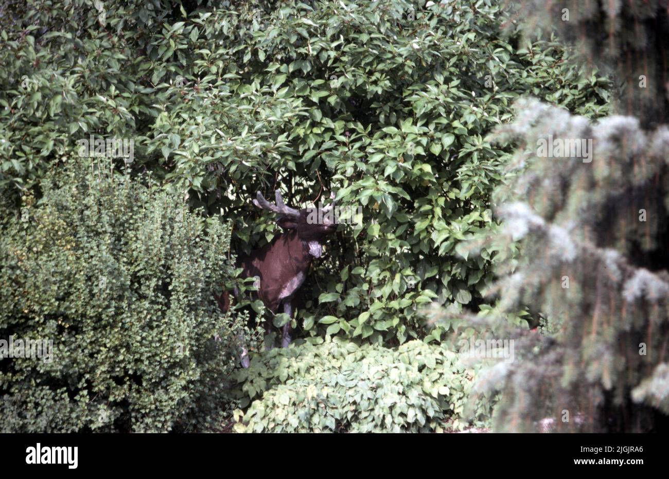 Fattoria dei fiori, Eringsboda. Foto Stock