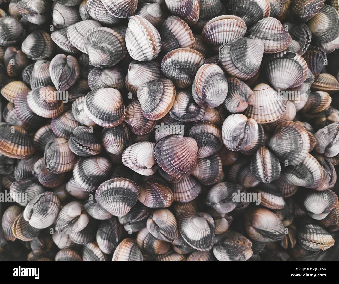 Scarafaggi freschi crudi, piccoli crostacei al mercato del pesce in Normandia in Francia, primo piano Foto Stock