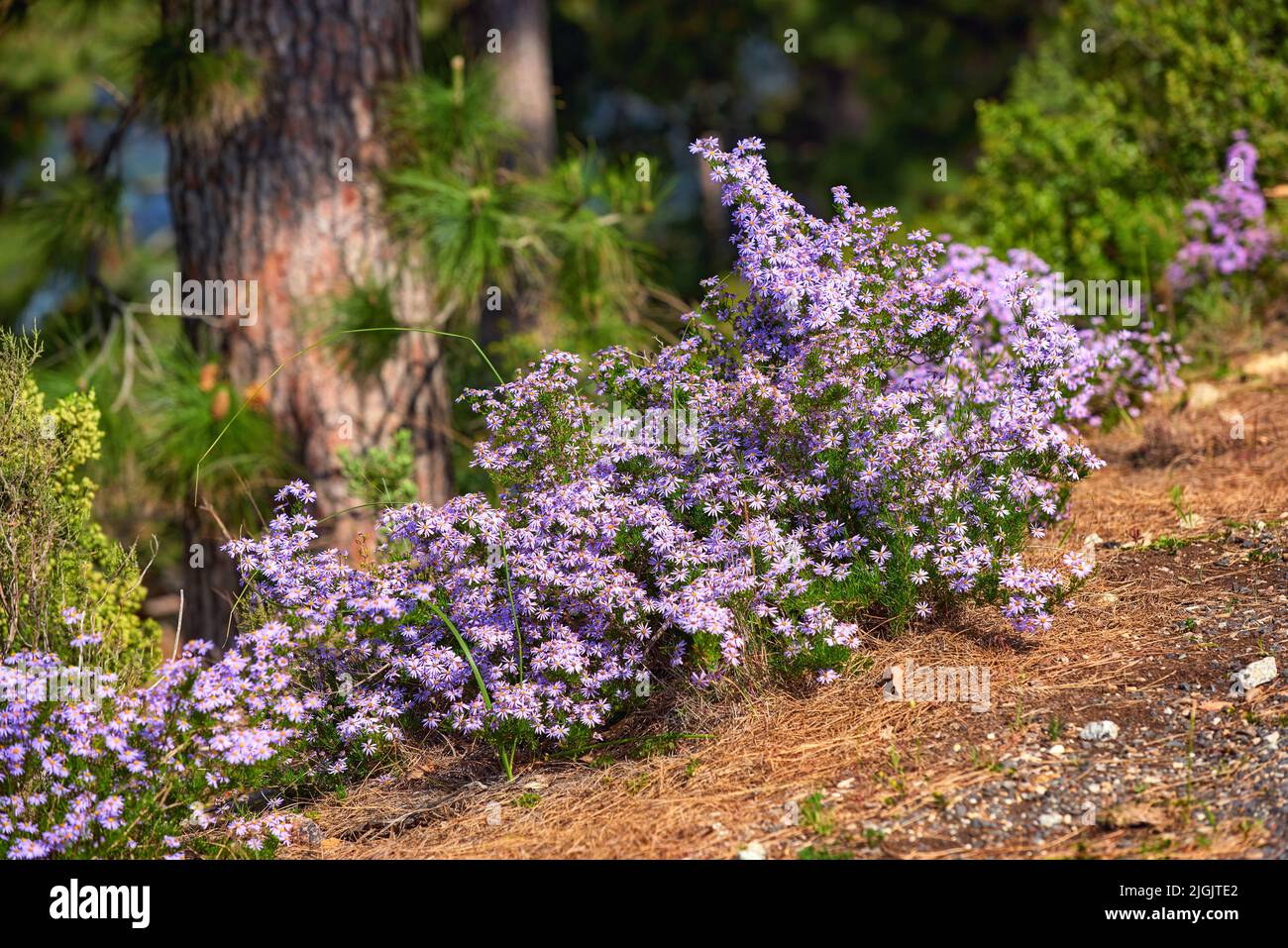 Fiori porpora sul pendio di una collina nella natura madre. Un piccolo cespuglio di fiori colorati e vibranti che crescono sul pavimento nei boschi Foto Stock