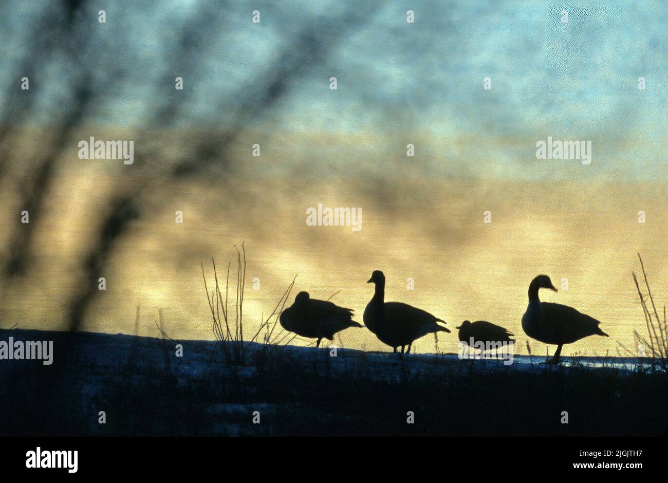 Silhouette di oche e anatra Foto Stock