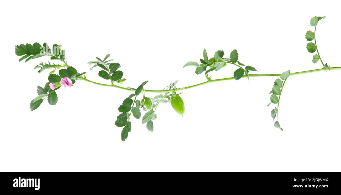 Ramo di ceci verde isolato su sfondo bianco. Ceci nel baccello e fiori Foto Stock