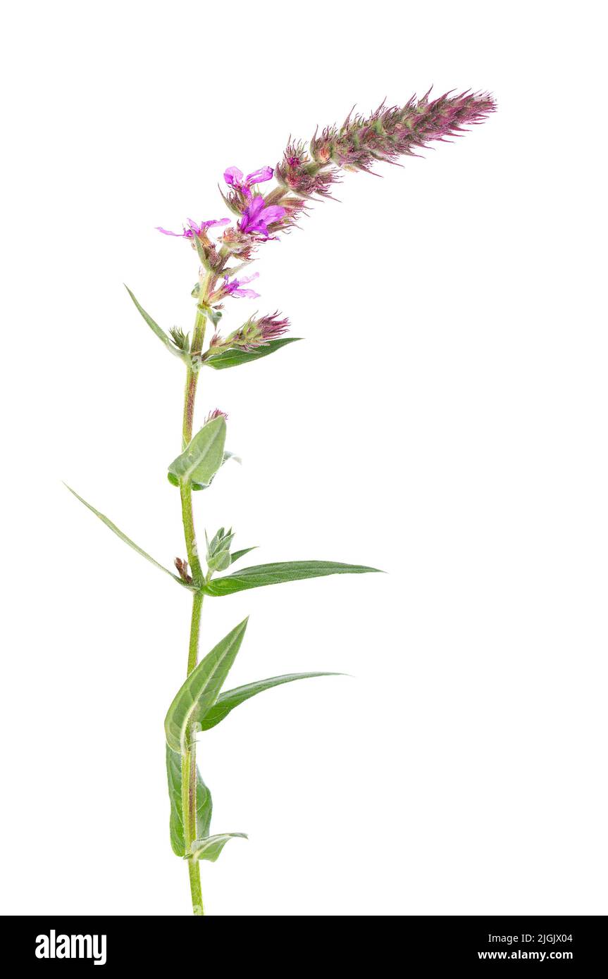 Losestrife viola ramoscato con fiori, isolato su sfondo bianco. Lythrum salicaria. Medicina di erbe. Tracciato di ritaglio Foto Stock
