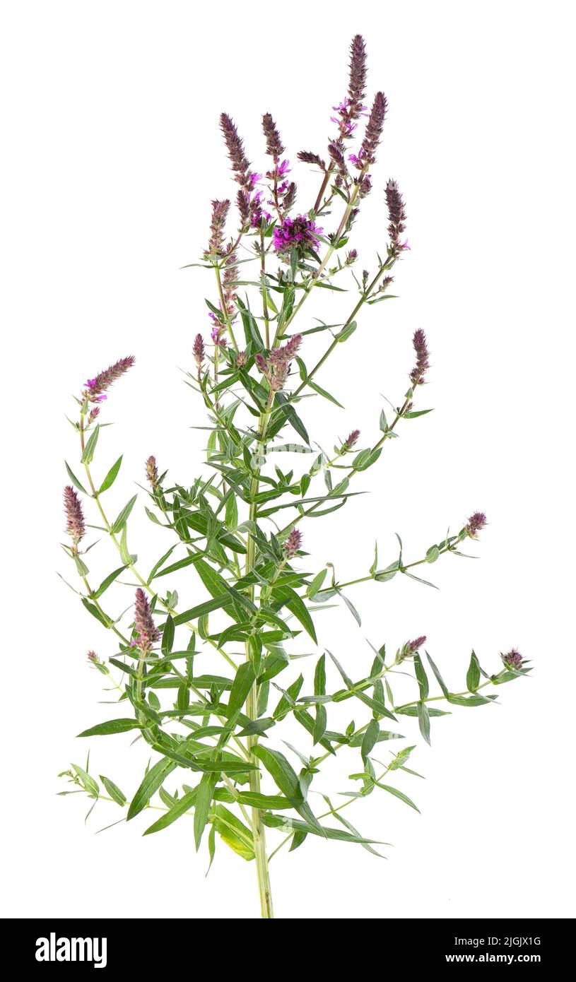 Macchia viola con fiori, isolato su sfondo bianco. Lythrum salicaria. Medicina di erbe. Tracciato di ritaglio Foto Stock