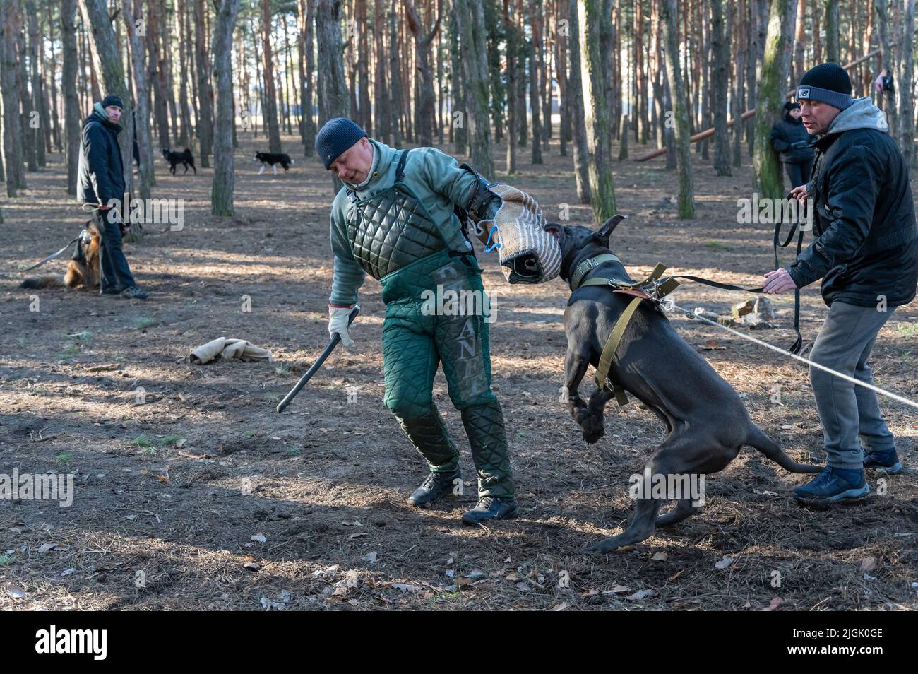 Addestramento di cani di servizio per servizio di guardia-difesa. Cane corso cane cane addestratore attacchi. L'istruttore deve indossare indumenti protettivi speciali. Proprietari con i loro cani a. Foto Stock