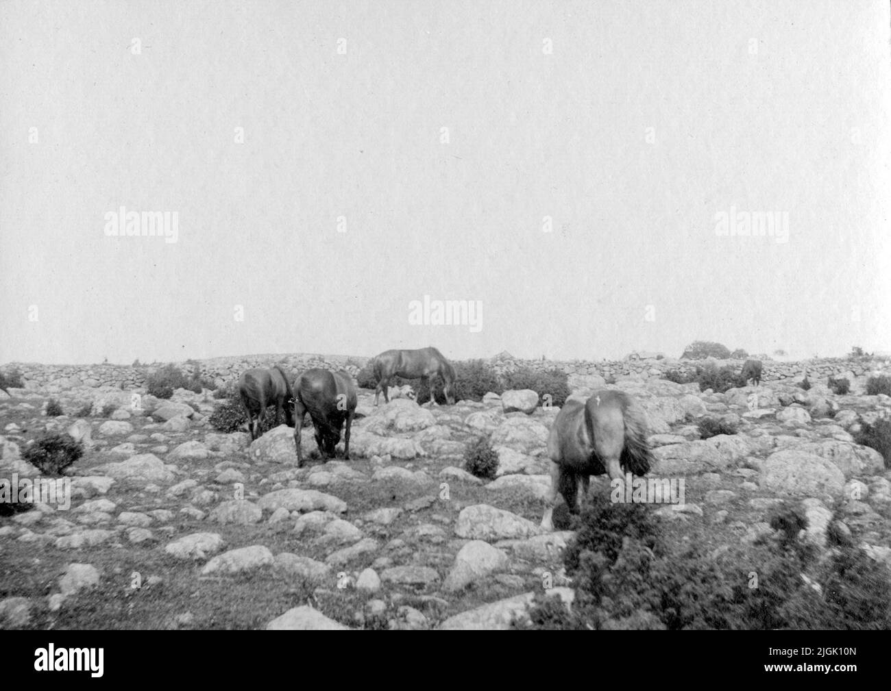 Betesmark pascolo su Aspö. I cavalli dell'isola pascolano tra le pietre. Foto Stock