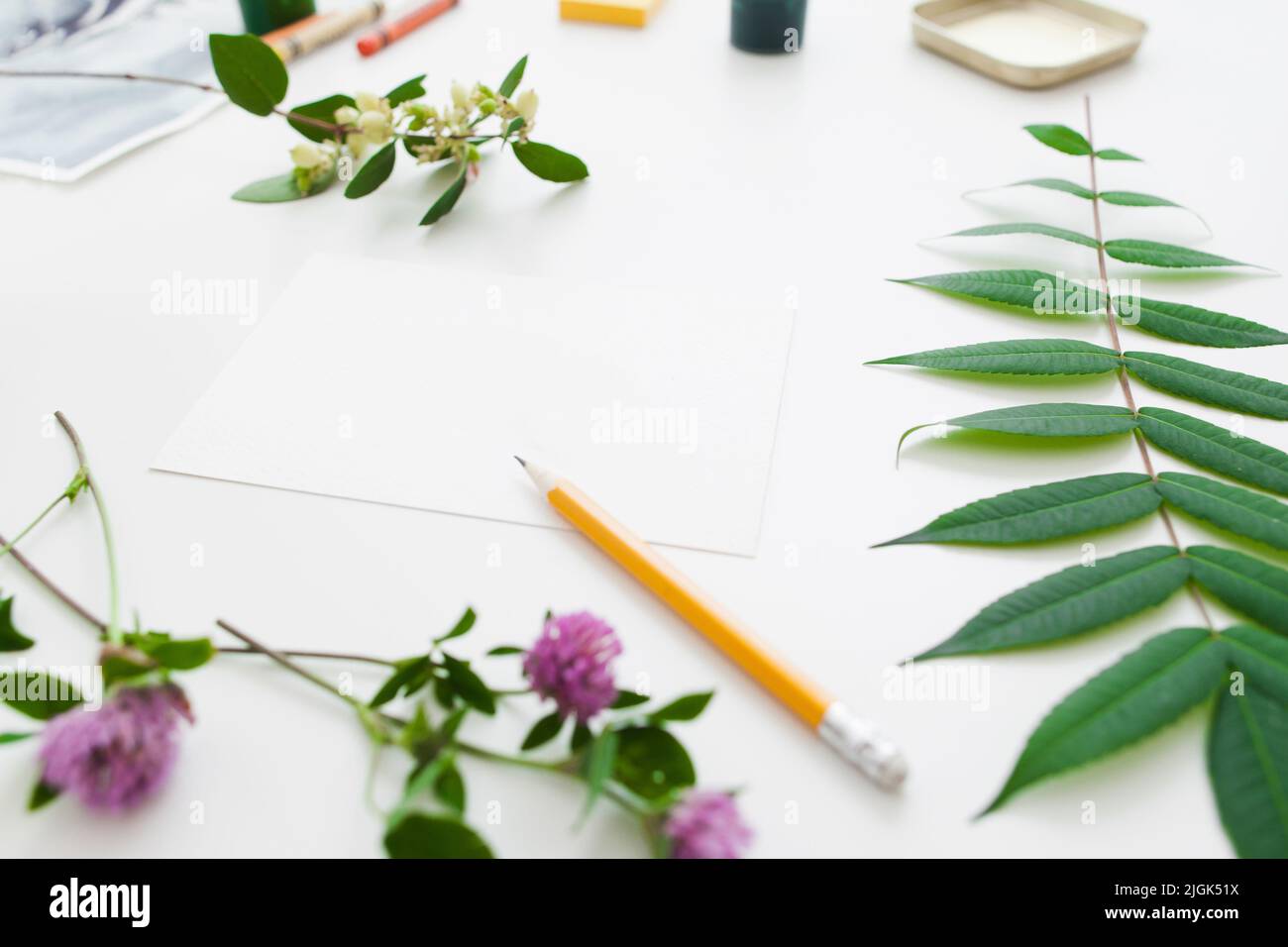 Carta vuota in verde piante spazio libero telaio Foto Stock