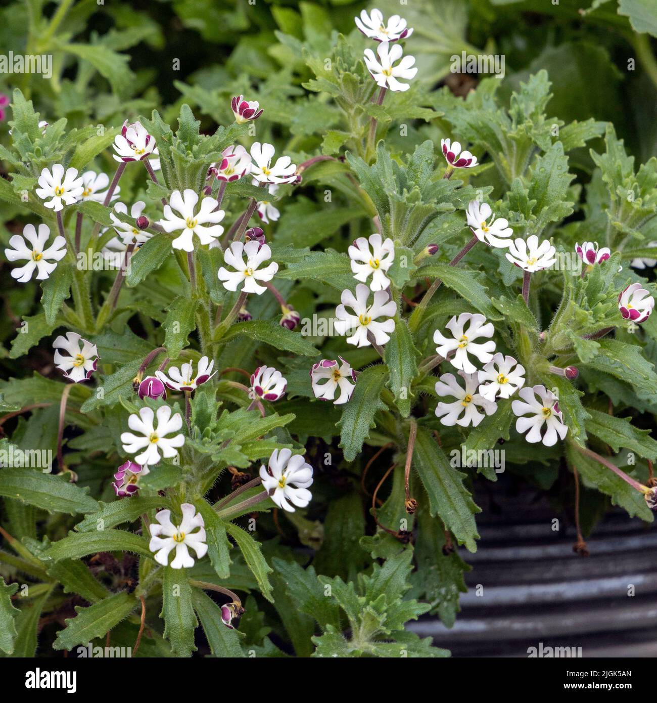 Phlox profumato di notte - Zaluzianskya ovata Foto Stock