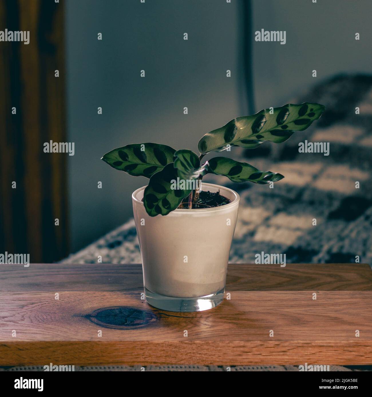 baby calathea lancifolia pianta con bella viola e foglie verdi in un vaso bianco sul tabellone Foto Stock