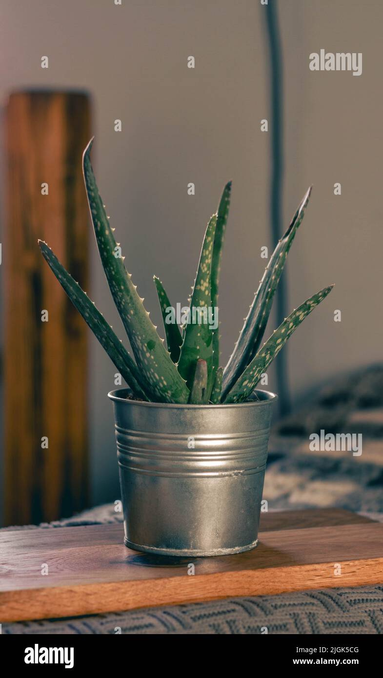 bella pianta verde vivace aloe vera in metallo fiore pentola con sfondo grazioso Foto Stock
