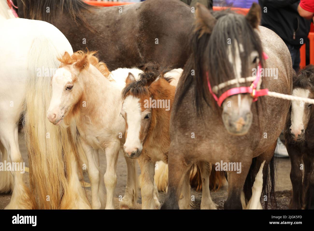 Mares e i loro nemici, Appleby Horse Fair, Appleby a Westmorland, Cumbria Foto Stock