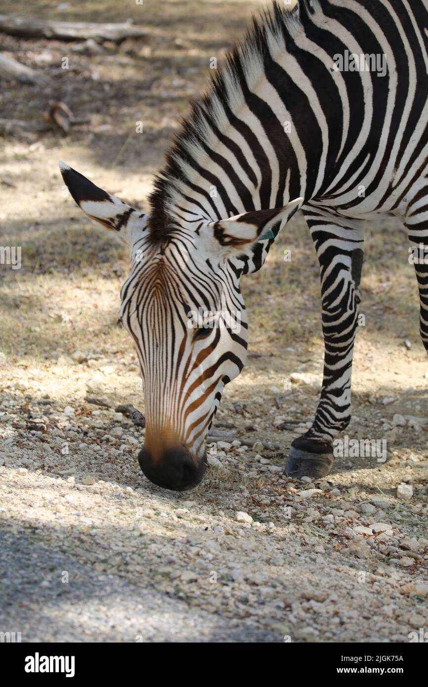 Zebra di Hartmann Foto Stock
