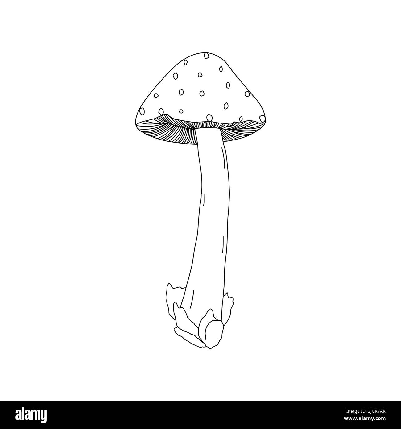 Logo raffigurante funghi. Tatuaggio di funghi altamente dettagliato in linea stile d'arte. Clip art bianco e nero isolato su sfondo bianco. Illustrazione Vettoriale