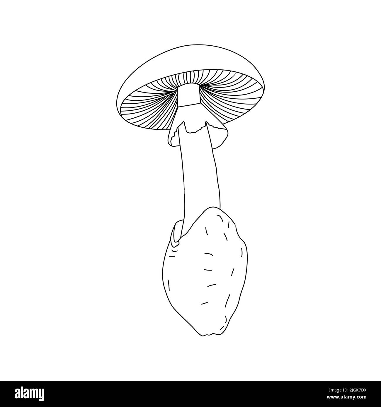 Logo raffigurante funghi. Tatuaggio di funghi altamente dettagliato in linea stile d'arte. Clip art bianco e nero isolato su sfondo bianco. Illustrazione Vettoriale