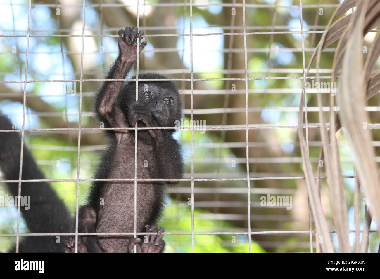 La scimmia ragno del giovane Geoffroy (Ateles geoffroyi) in una gabbia con rete metallica che sale sulle sbarre Foto Stock