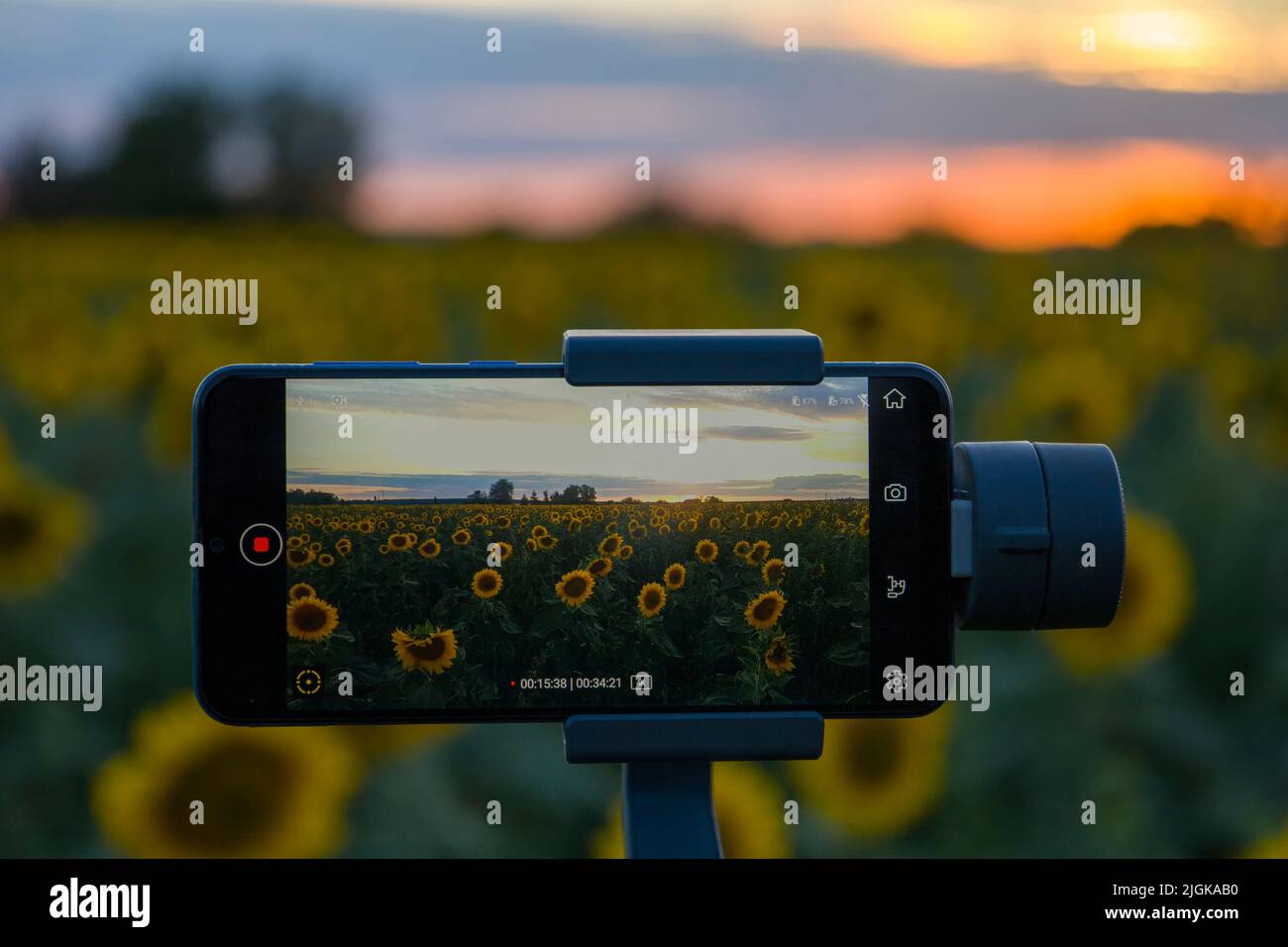Steadicam per telefono che spara girasoli Foto Stock