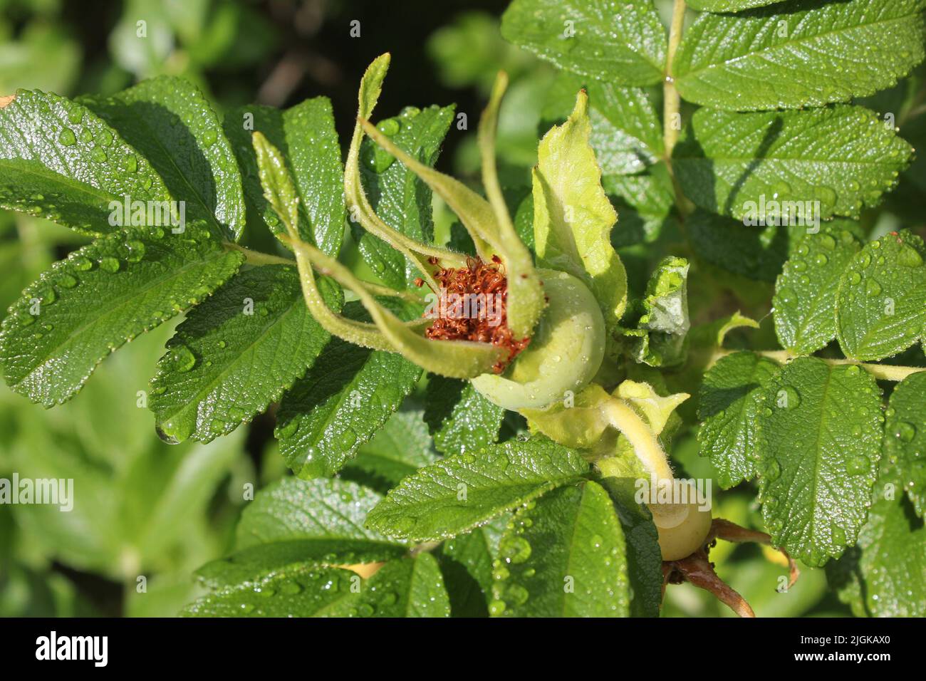 rosa selvaggia in gocce d'acqua Foto Stock
