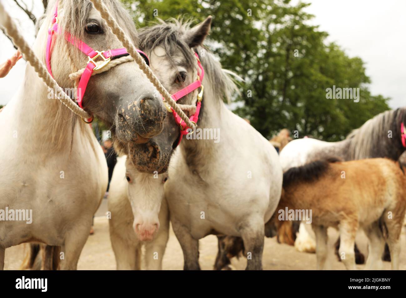 Pony e i loro nemici, Appleby Horse Fair, Appleby a Westmorland, Cumbria Foto Stock