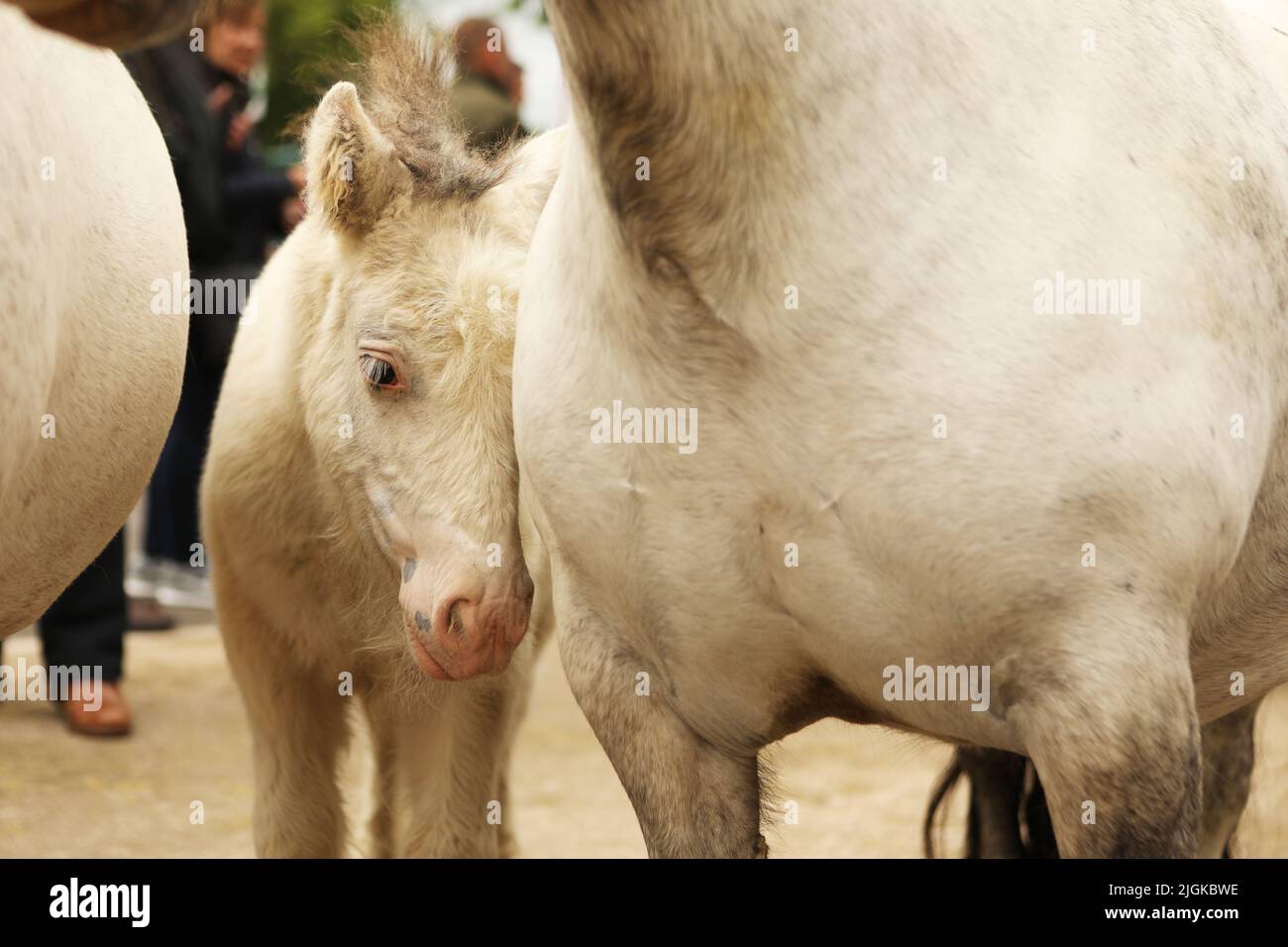 Un pony grigio e un nemico, Appleby Horse Fair, Appleby a Westmorland, Cumbria Foto Stock