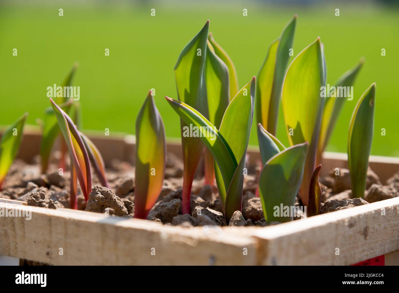 Tulipani con foglie verdi che crescono in scatola di legno con piccoli fertilizzanti che crescono in campagna su sfondo sfocato in estate giorno Foto Stock