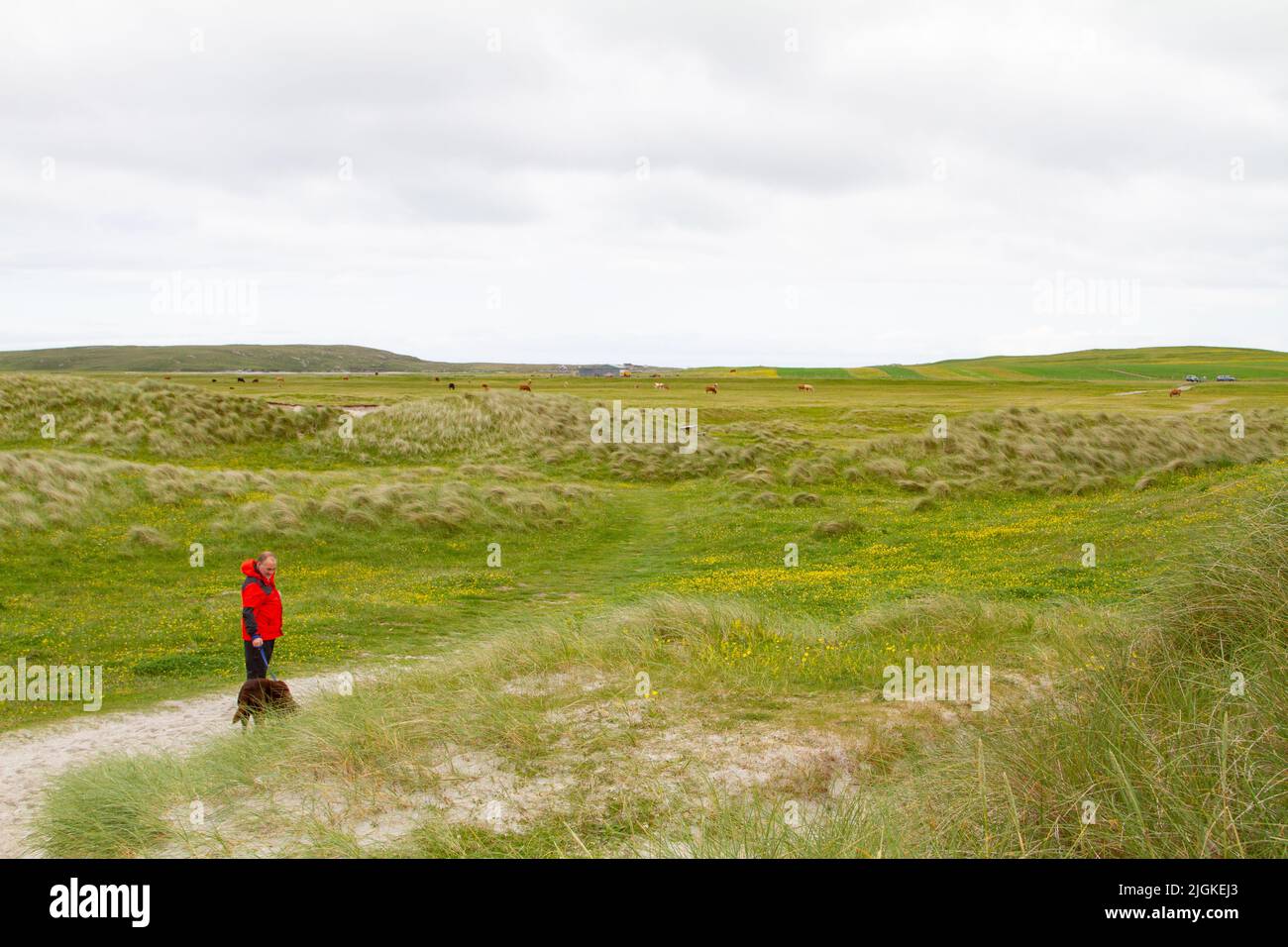 Uomo che cammina cane attraverso il machair su Berneray in Sound of Harris, Ebridi esterne, Scozia Foto Stock