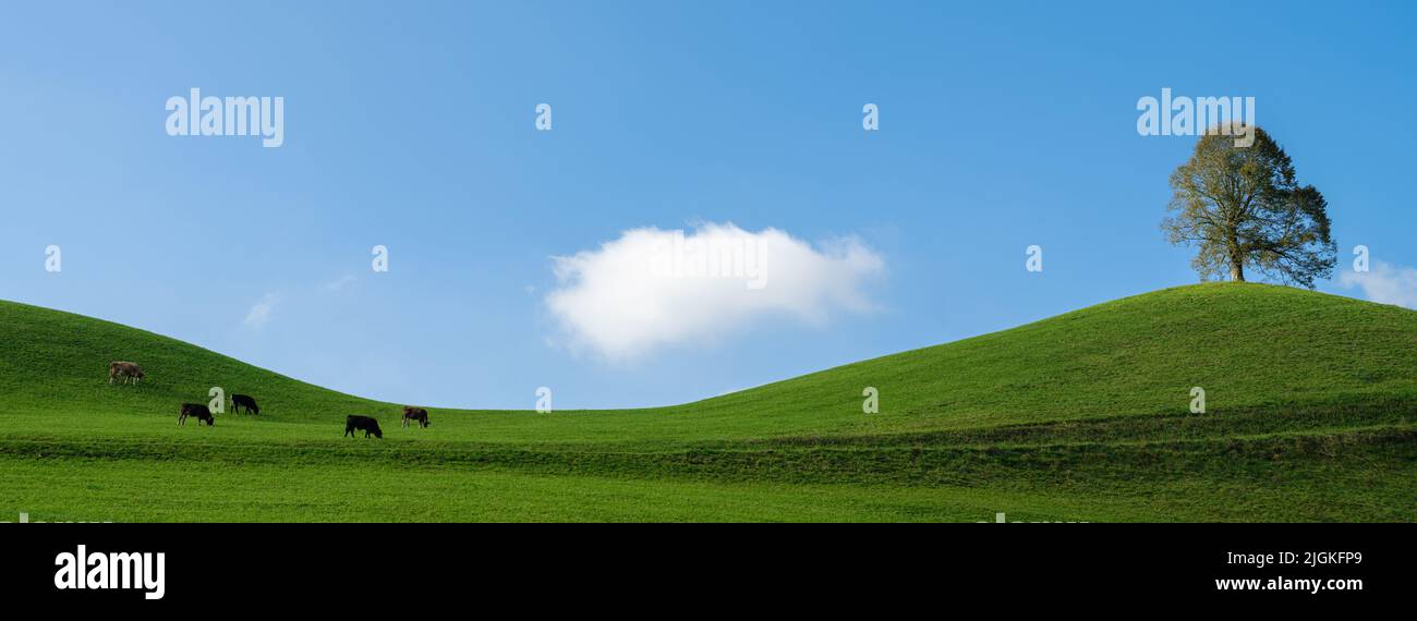 Paesaggio minimalista con mandria di mucche pascolo in un pascolo delle Alpi in una giornata di sole, la Svizzera Foto Stock