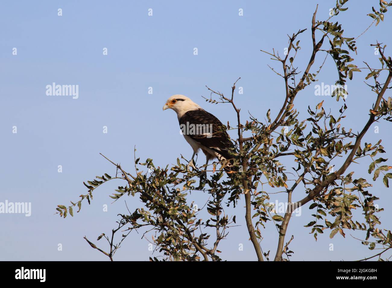 Milvago chimango. Rumoroso, cospicuo, e spesso un comune scavenger in vari tipi di habitat, da città e città a boschi aperti. Foto Stock