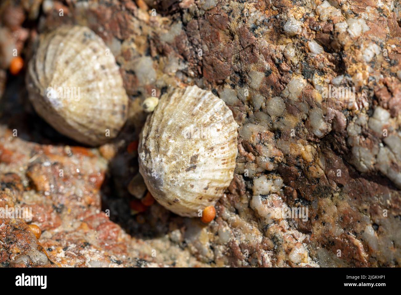 Limmet. Una lumache acquatriche di mare attaccate ad una roccia sulla costa del Regno Unito a bassa marea. Foto Stock
