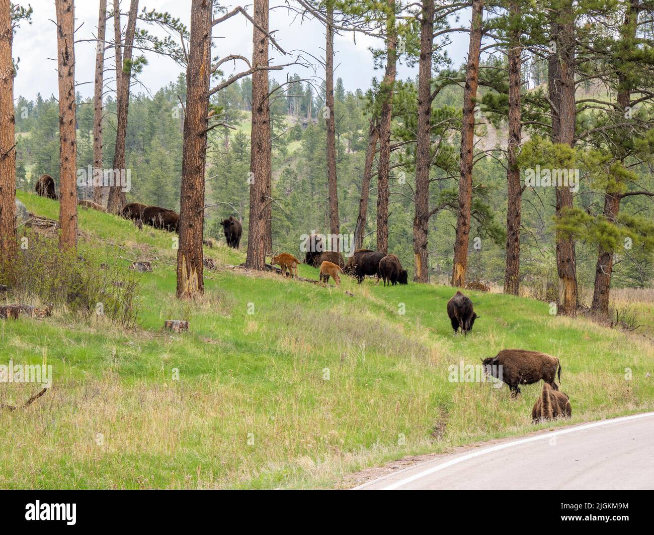 Mandria di bisonte americano o Buffalo in alberi in collina nel Parco Nazionale di Wind Cave nel South Dakota USA Foto Stock Mandria di bisonte americano o Buffalo in alberi in collina nel Parco Nazionale di Wind Cave nel South Dakota USA Foto Stock