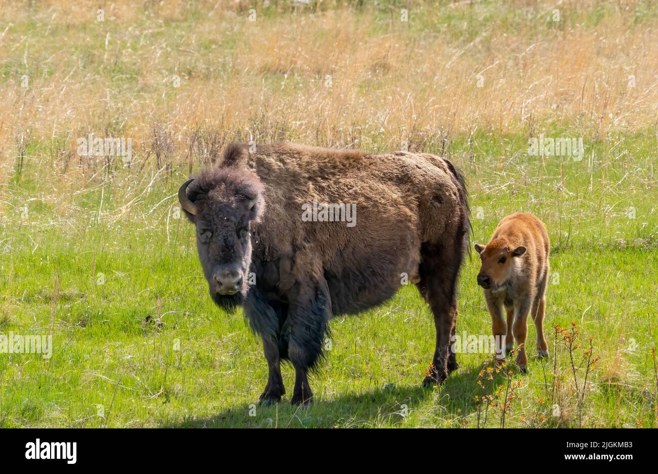 American Bison o Buffalo con vitelli in oCuster state Park nel South Dakota USA Foto Stock