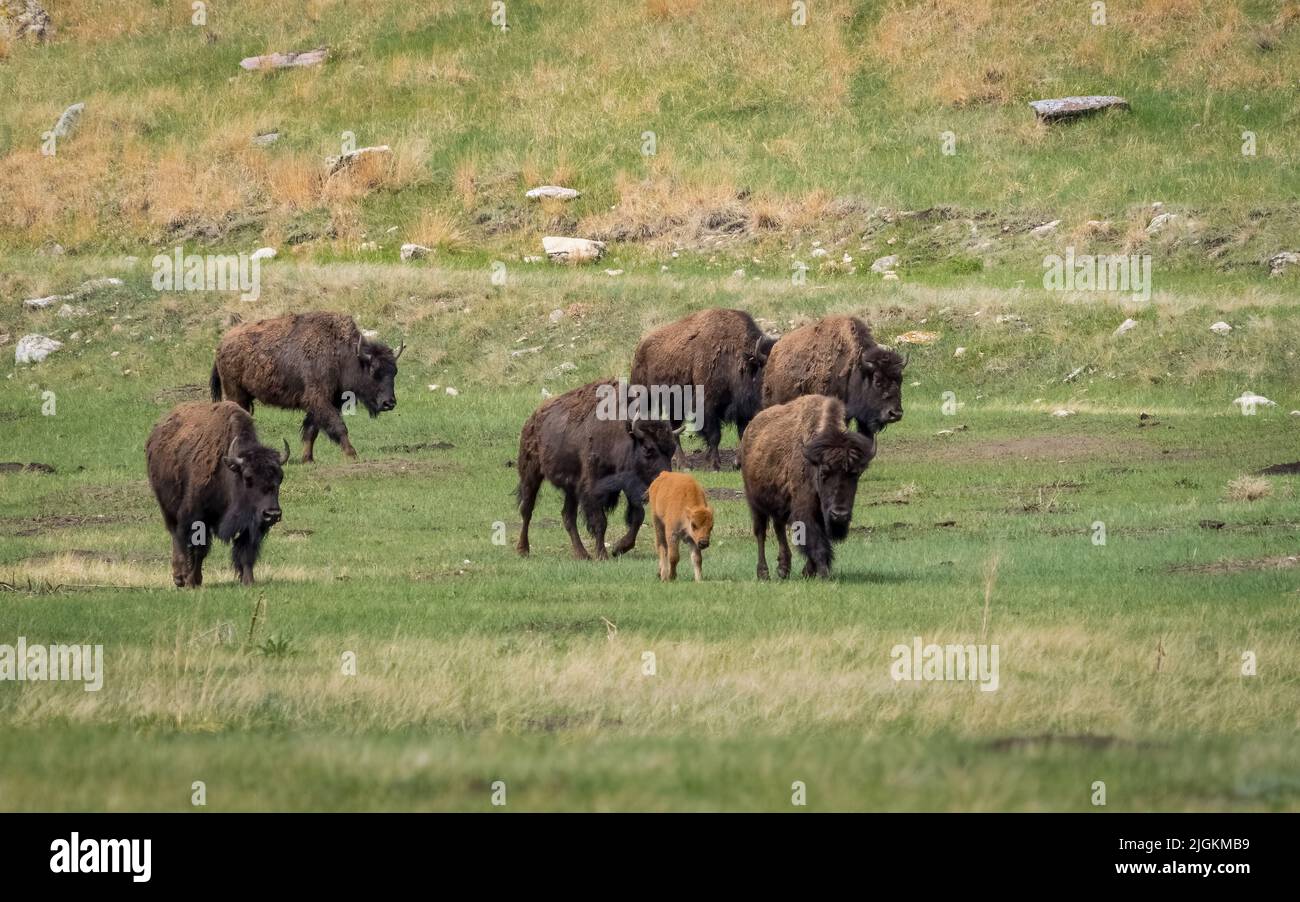 Mandria di bisonte americano o Buffalo sulle praterie nel Parco Nazionale di Wind Cave nel South Dakota USA Foto Stock