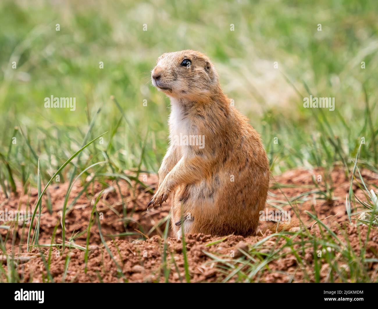 Pririre Dog con coda nera nel Custer state Park nel South Dakota USA Foto Stock