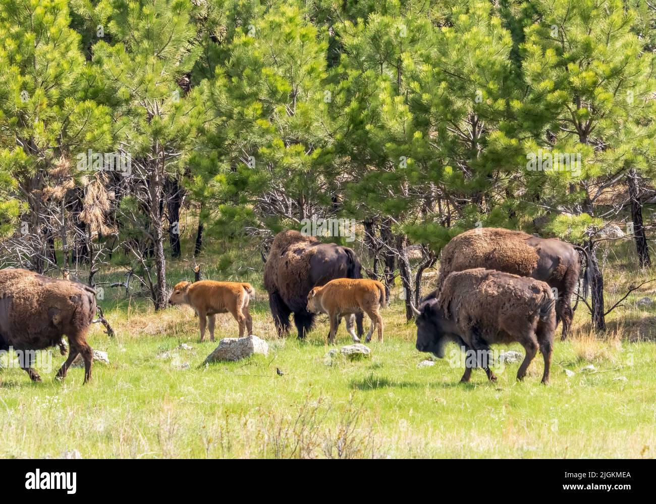 American Bison o Buffalo con vitelli in oCuster state Park nel South Dakota USA Foto Stock