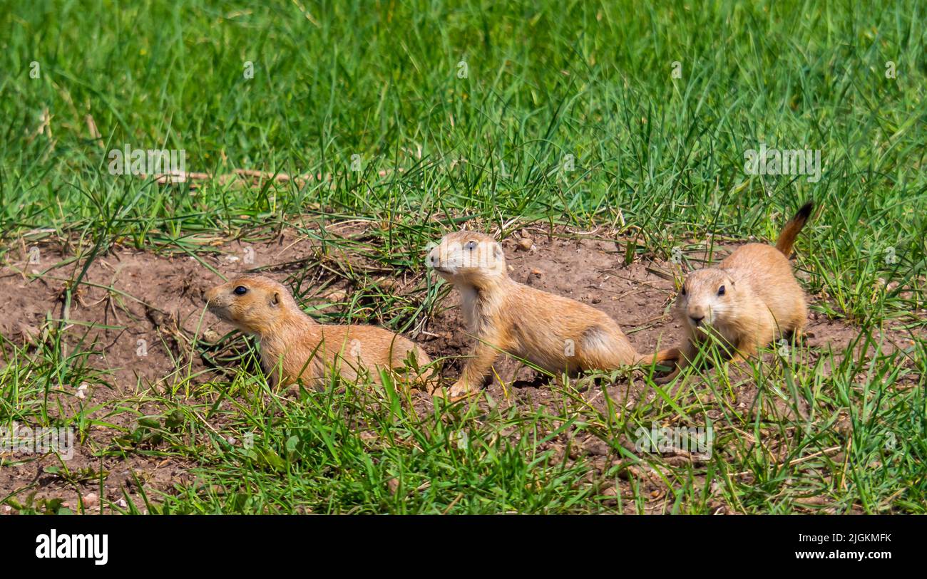 Prairie Dogs a Roberts Prairie Dog Town su Sage Creek Rim Road nel Badlands National Park nel South Dakota USA Foto Stock