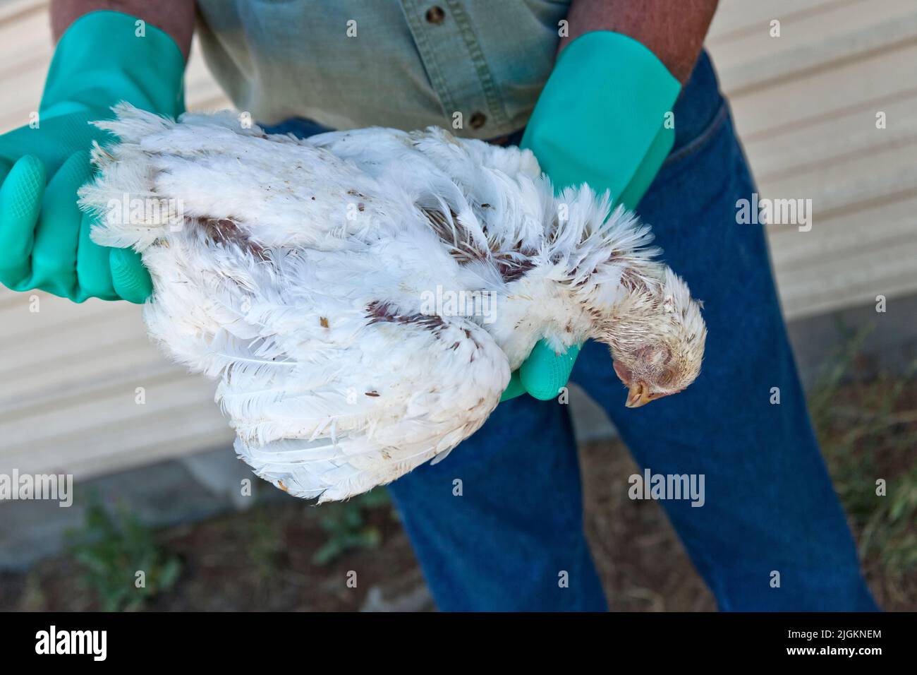 L'allevatore di pollo che ispeziona il pollame è morto da 'Bird Flu'. Polli influenza 'Gallus domestica'. Foto Stock